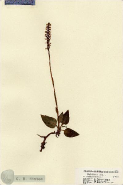 URN_catalog_HBHinton_herbarium_22509.jpg.jpg