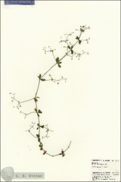 URN_catalog_HBHinton_herbarium_23176.jpg.jpg