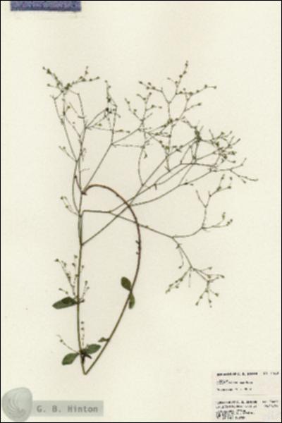 URN_catalog_HBHinton_herbarium_24409.jpg.jpg