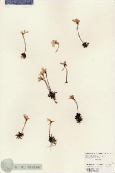 URN_catalog_HBHinton_herbarium_25202.jpg.jpg