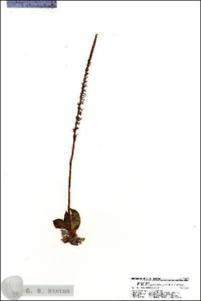 URN_catalog_HBHinton_herbarium_20299.jpg.jpg