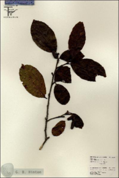 URN_catalog_HBHinton_herbarium_26199.jpg.jpg