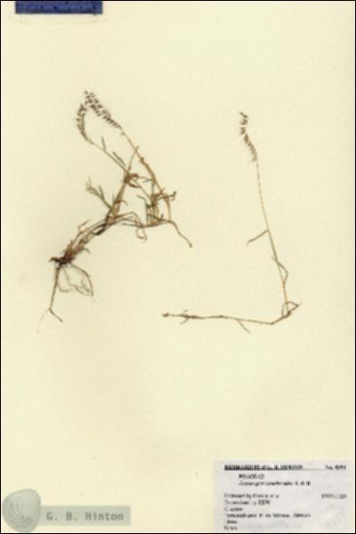 URN_catalog_HBHinton_herbarium_8394.jpg.jpg