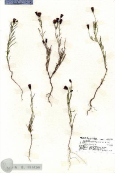 URN_catalog_HBHinton_herbarium_19765.jpg.jpg