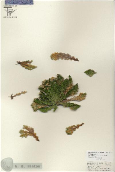 URN_catalog_HBHinton_herbarium_25777.jpg.jpg