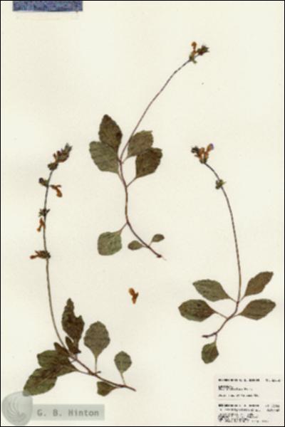 URN_catalog_HBHinton_herbarium_23052.jpg.jpg