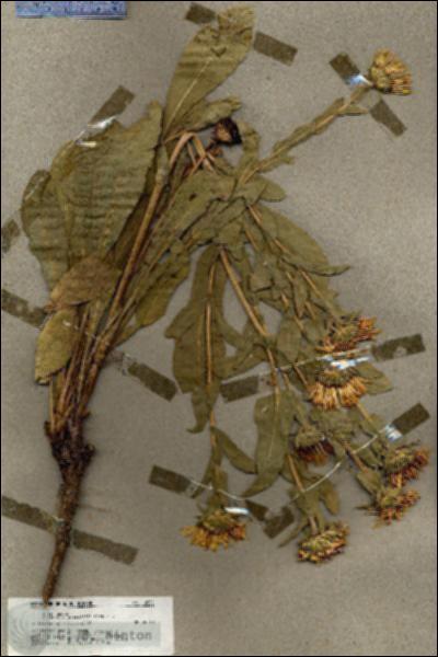 URN_catalog_HBHinton_herbarium_19831.jpg.jpg