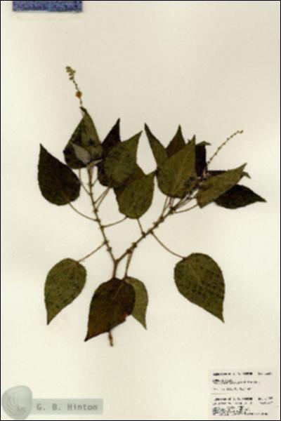 URN_catalog_HBHinton_herbarium_22955.jpg.jpg