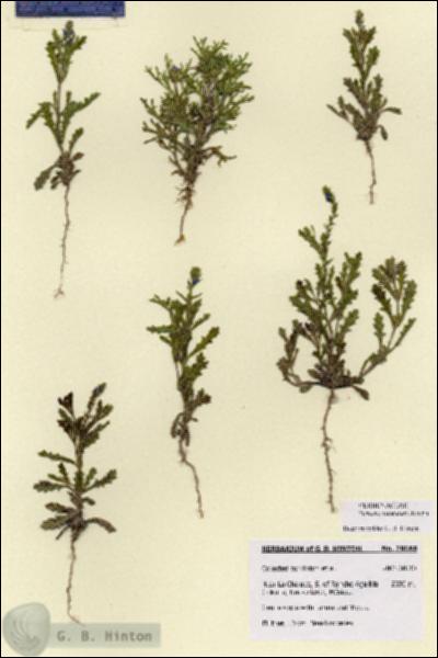 URN_catalog_HBHinton_herbarium_28688.jpg.jpg