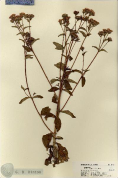 URN_catalog_HBHinton_herbarium_22485.jpg.jpg