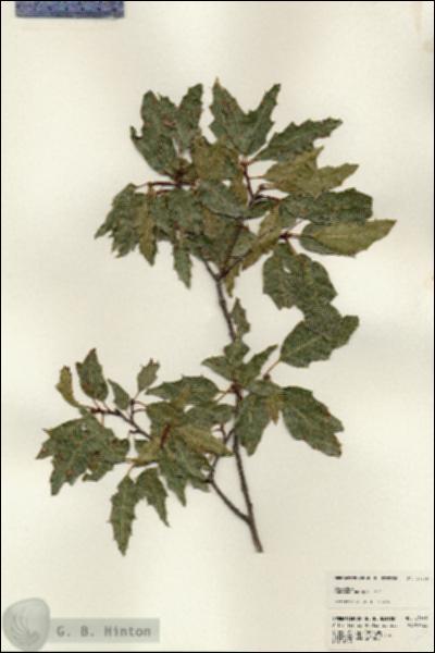 URN_catalog_HBHinton_herbarium_23409.jpg.jpg