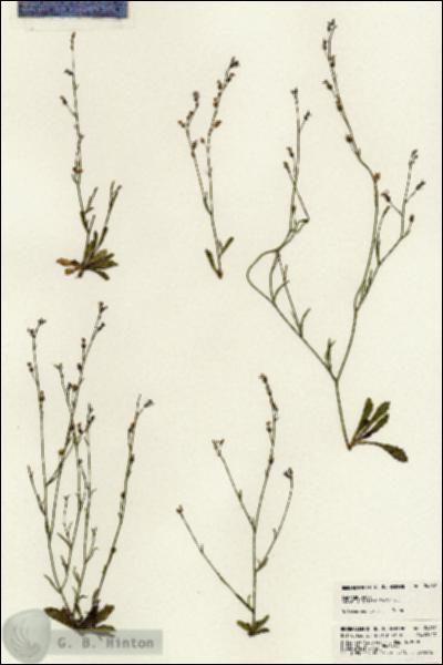 URN_catalog_HBHinton_herbarium_24482.jpg.jpg