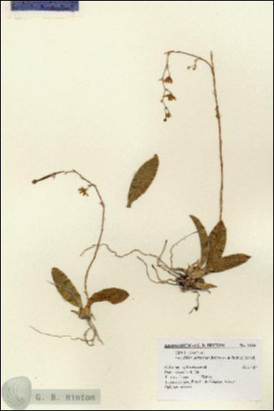 URN_catalog_HBHinton_herbarium_1128.jpg.jpg