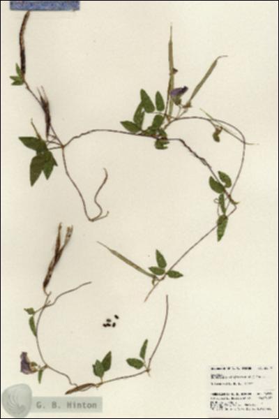 URN_catalog_HBHinton_herbarium_24218.jpg.jpg