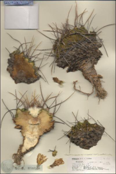 URN_catalog_HBHinton_herbarium_27129.jpg.jpg