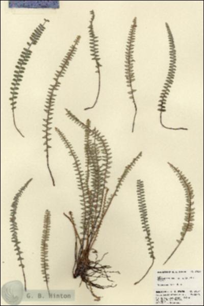 URN_catalog_HBHinton_herbarium_21837.jpg.jpg