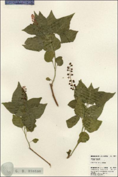 URN_catalog_HBHinton_herbarium_23877.jpg.jpg