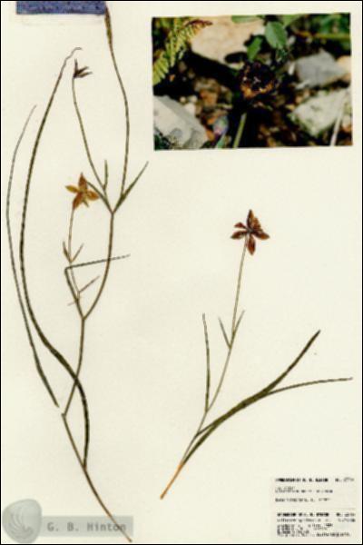 URN_catalog_HBHinton_herbarium_23764.jpg.jpg