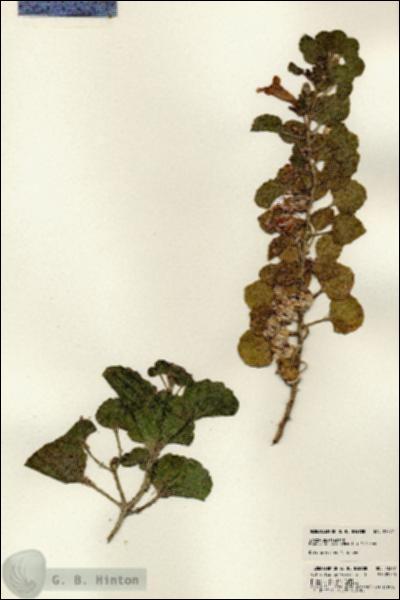 URN_catalog_HBHinton_herbarium_23377.jpg.jpg