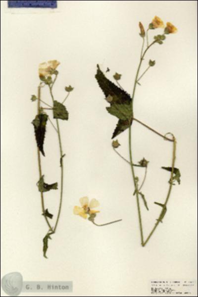 URN_catalog_HBHinton_herbarium_25056.jpg.jpg