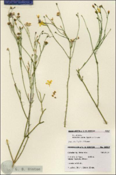 URN_catalog_HBHinton_herbarium_28517.jpg.jpg