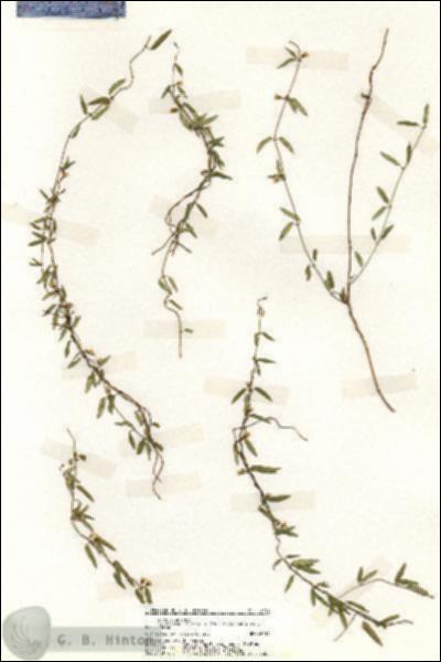 URN_catalog_HBHinton_herbarium_19732.jpg.jpg