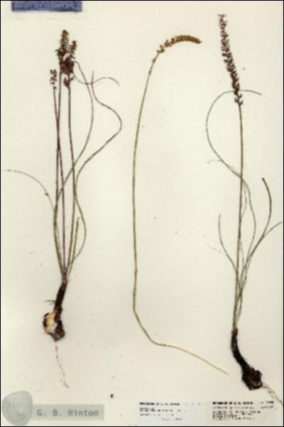 URN_catalog_HBHinton_herbarium_23735.jpg.jpg