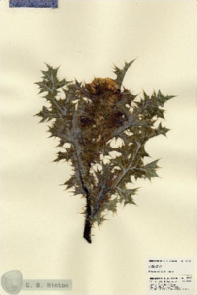URN_catalog_HBHinton_herbarium_22706.jpg.jpg