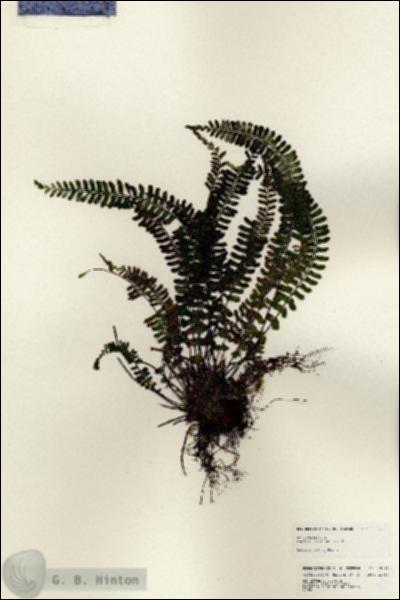 URN_catalog_HBHinton_herbarium_25113.jpg.jpg