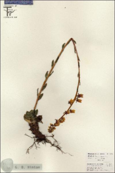 URN_catalog_HBHinton_herbarium_26574.jpg.jpg