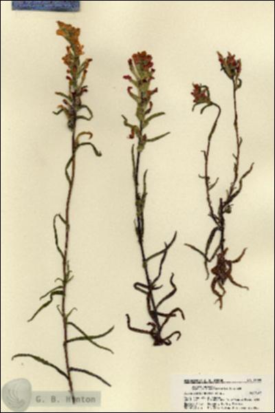 URN_catalog_HBHinton_herbarium_21929.jpg.jpg