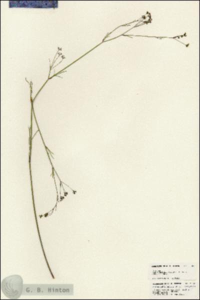 URN_catalog_HBHinton_herbarium_25385.jpg.jpg