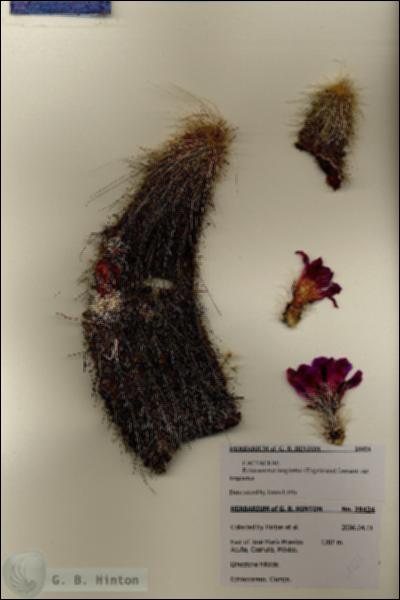 URN_catalog_HBHinton_herbarium_28424.jpg.jpg