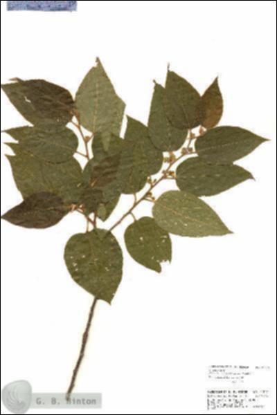 URN_catalog_HBHinton_herbarium_24247.jpg.jpg