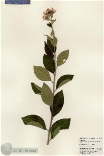 URN_catalog_HBHinton_herbarium_23897.jpg.jpg