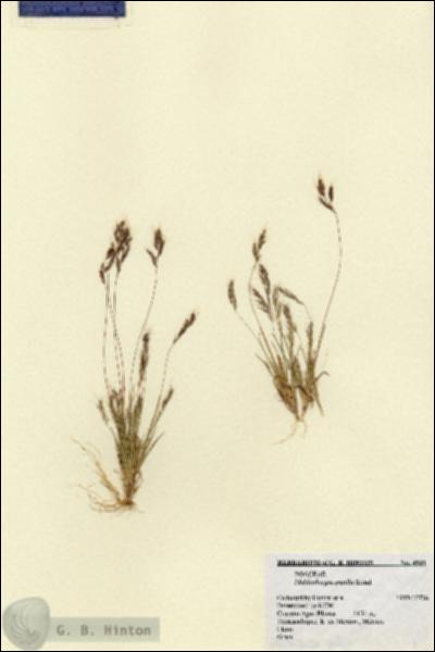 URN_catalog_HBHinton_herbarium_4931.jpg.jpg