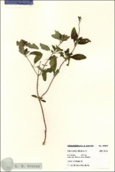 URN_catalog_HBHinton_herbarium_27957.jpg.jpg