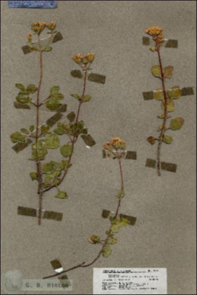 URN_catalog_HBHinton_herbarium_19803.jpg.jpg