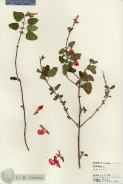 URN_catalog_HBHinton_herbarium_25073.jpg.jpg
