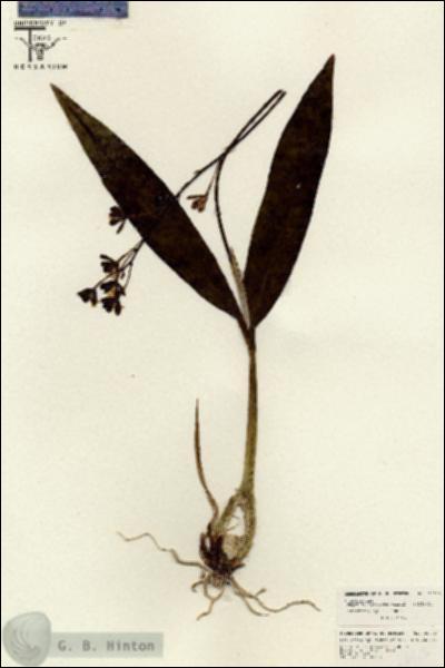 URN_catalog_HBHinton_herbarium_26613.jpg.jpg