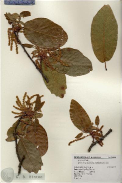 URN_catalog_HBHinton_herbarium_20180.jpg.jpg