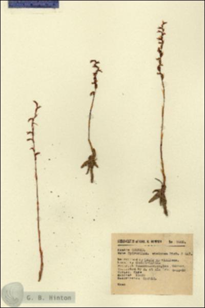 URN_catalog_HBHinton_herbarium_9009.jpg.jpg