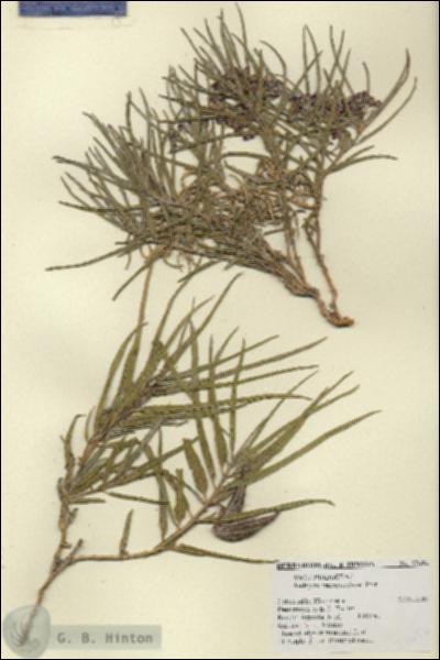 URN_catalog_HBHinton_herbarium_27656.jpg.jpg