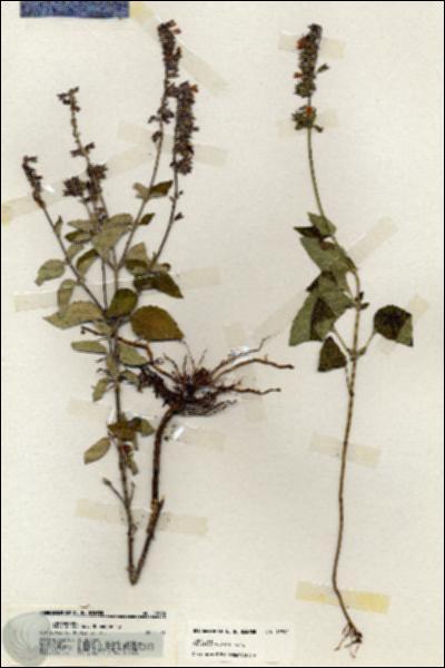 URN_catalog_HBHinton_herbarium_19992.jpg.jpg