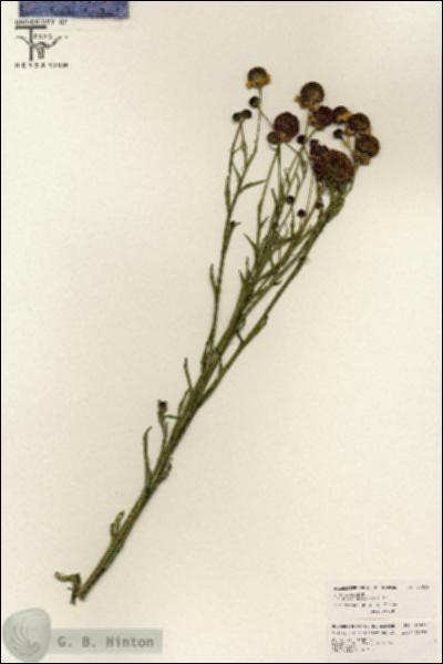 URN_catalog_HBHinton_herbarium_26526.jpg.jpg