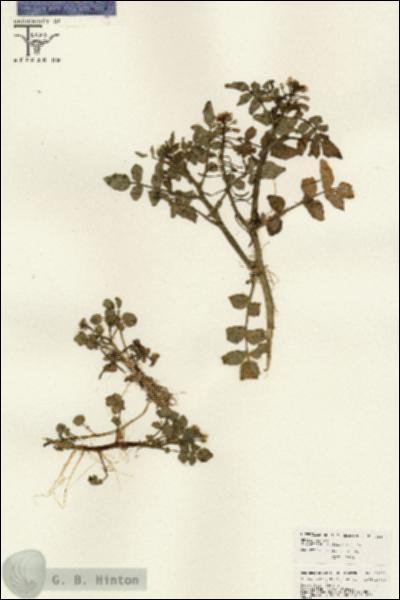 URN_catalog_HBHinton_herbarium_26453.jpg.jpg