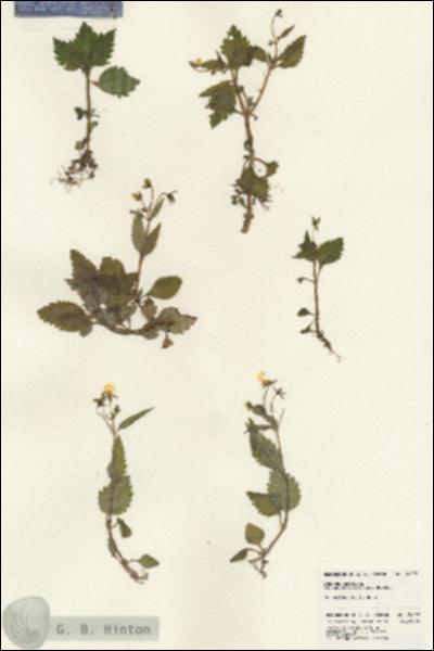 URN_catalog_HBHinton_herbarium_24092.jpg.jpg