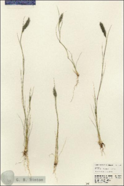 URN_catalog_HBHinton_herbarium_23639.jpg.jpg