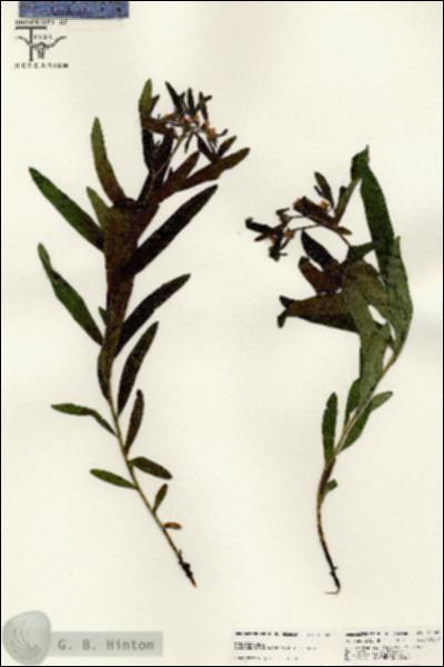URN_catalog_HBHinton_herbarium_25582.jpg.jpg