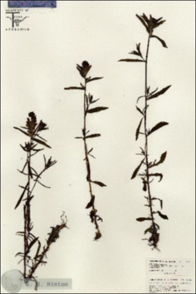 URN_catalog_HBHinton_herbarium_26351.jpg.jpg